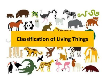 The science of classification.