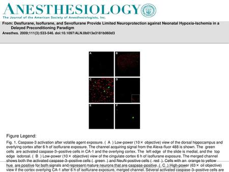 From: Desflurane, Isoflurane, and Sevoflurane Provide Limited Neuroprotection against Neonatal Hypoxia-Ischemia in a Delayed Preconditioning Paradigm Anesthes.