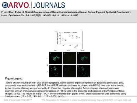 From: Short Pulse of Clinical Concentration of Bevacizumab Modulates Human Retinal Pigment Epithelial Functionality Invest. Ophthalmol. Vis. Sci.. 2016;57(3):1140-1152.