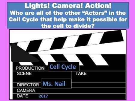 Lights! Camera! Action! Who are all of the other “Actors” in the Cell Cycle that help make it possible for the cell to divide? Cell Cycle Ms. Nail 2017.