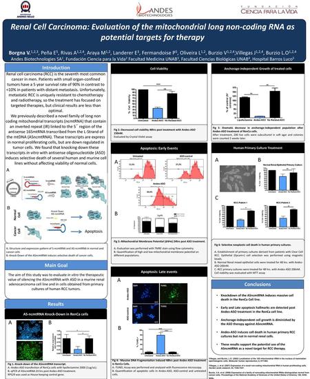 Renal Cell Carcinoma: Evaluation of the mitochondrial long non-coding RNA as potential targets for therapy Borgna V.1,2,3, Peña E5, Rivas A1,2,4, Araya.