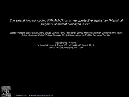 The striatal long noncoding RNA Abhd11os is neuroprotective against an N-terminal fragment of mutant huntingtin in vivo  Laetitia Francelle, Laurie Galvan,