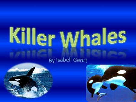 Killer Whales By Isabell Gehrt.