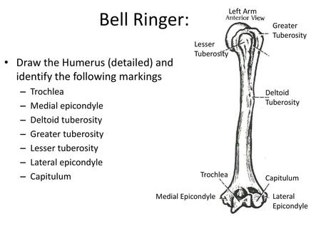 Bell Ringer: Left Arm Greater Tuberosity Lesser Tuberosity