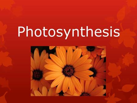 Photosynthesis.