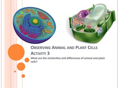 Observing Animal and Plant Cells Activity 3