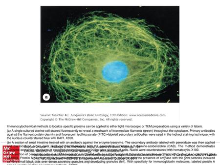 (Figure 1–12c, with permission, from Dr Moise Bendayan, Departments of Pathology and Cell Biology, University of Montreal, Montreal, Canada.) Source: Chapter.