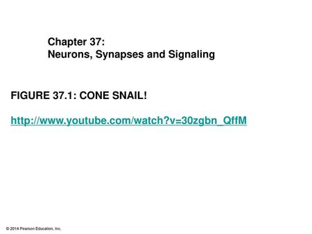 Chapter 37: Neurons, Synapses and Signaling FIGURE 37.1: CONE SNAIL! http://www.youtube.com/watch?v=30zgbn_QffM.