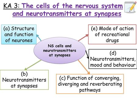 NS cells and neurotransmitters at synapses