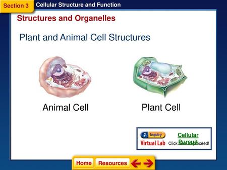 Plant and Animal Cell Structures