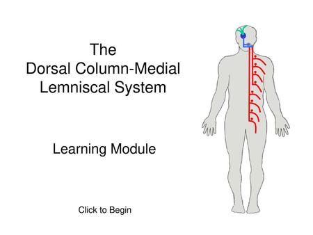 The Dorsal Column-Medial Lemniscal System