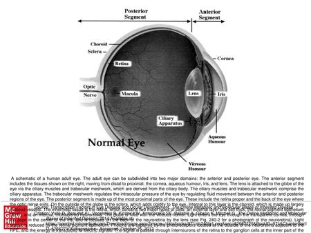 A schematic of a human adult eye