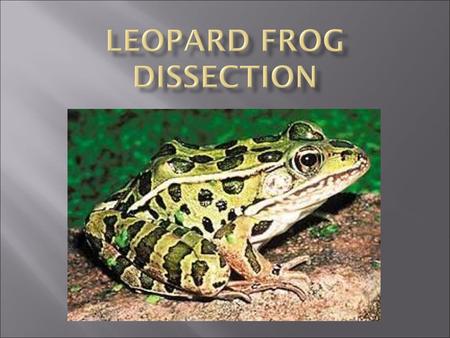 Leopard Frog Dissection