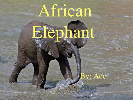 African Elephant By: Ace.