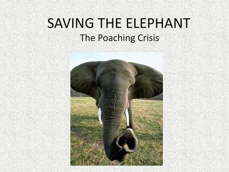 SAVING THE ELEPHANT The Poaching Crisis