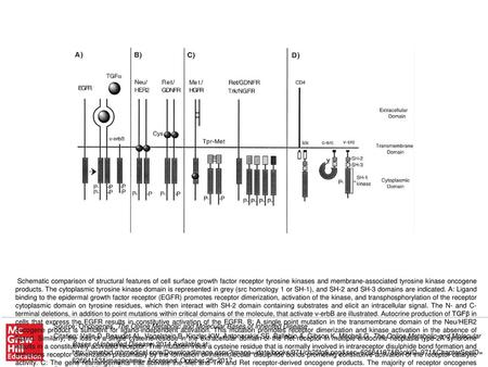 Schematic comparison of structural features of cell surface growth factor receptor tyrosine kinases and membrane-associated tyrosine kinase oncogene products.