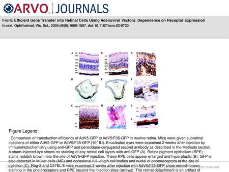 From: Efficient Gene Transfer into Retinal Cells Using Adenoviral Vectors: Dependence on Receptor Expression Invest. Ophthalmol. Vis. Sci.. 2004;45(6):1680-1687.