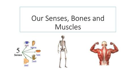 Our Senses, Bones and Muscles