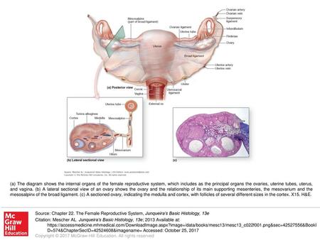 (a) The diagram shows the internal organs of the female reproductive system, which includes as the principal organs the ovaries, uterine tubes, uterus,