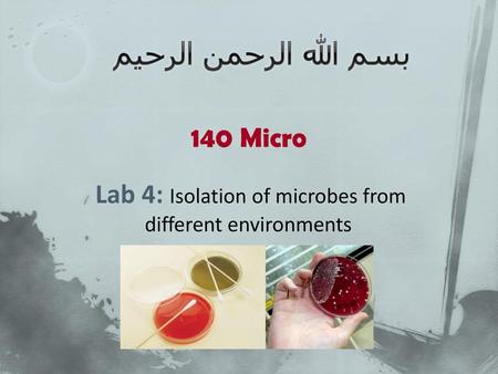 Lab 4: Isolation of microbes from different environments