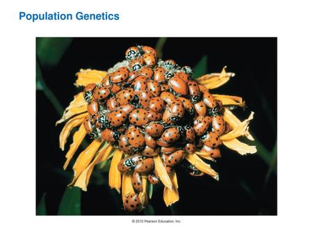 Population Genetics.