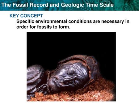 Fossils can form in several ways.