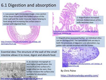 6.1 Digestion and absorption