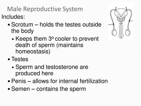 Male Reproductive System