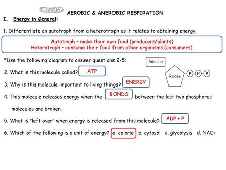 AEROBIC & ANEROBIC RESPIRATION Energy in General: