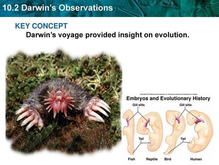 KEY CONCEPT  Darwin’s voyage provided insight on evolution.