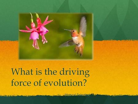 What is the driving force of evolution?