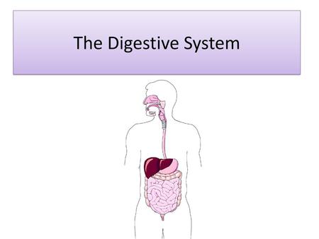 The Digestive System.