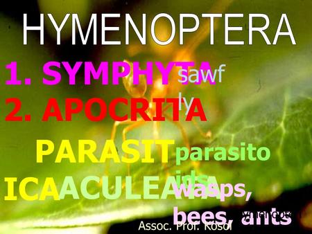 PARASIT ICA ACULEATA parasito ids wasps, bees, ants Hymenopteri st Assoc. Prof. Kosol Charernsom 1. SYMPHYTA 2. APOCRITA sawf ly.