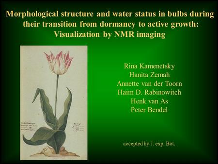 Morphological structure and water status in bulbs during their transition from dormancy to active growth: Visualization by NMR imaging Rina Kamenetsky.