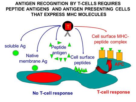 Y ANTIGEN RECOGNITION BY T-CELLS REQUIRES