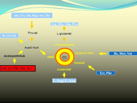  -ketoglutará t szukcinil-KoA fumarát oxálacetát citrát CC L-glutamát Arg, His, Gln, Pro Ala, Cys, Gly, Hyp, Ser, Thr Piruvát Acetil-KoA Ile, Leu,Trp.