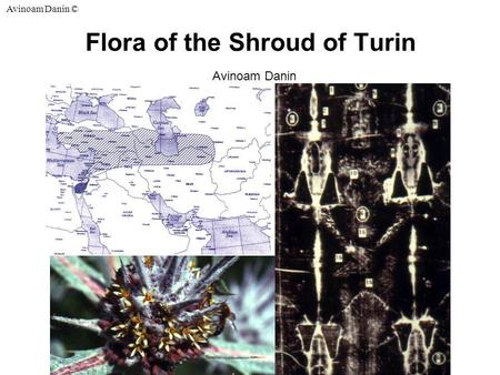 Avinoam Danin © Flora of the Shroud of Turin Avinoam Danin.