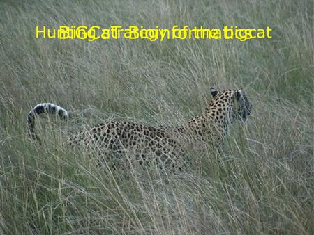 BiGCaT Bioinformatics Hunting strategy of the bigcat.