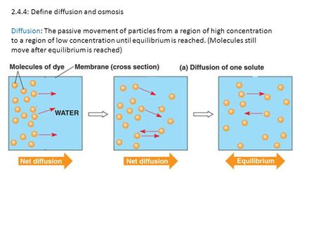 2.4.4: Define diffusion and osmosis