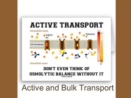 Active and Bulk Transport