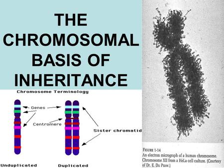 THE CHROMOSOMAL BASIS OF INHERITANCE