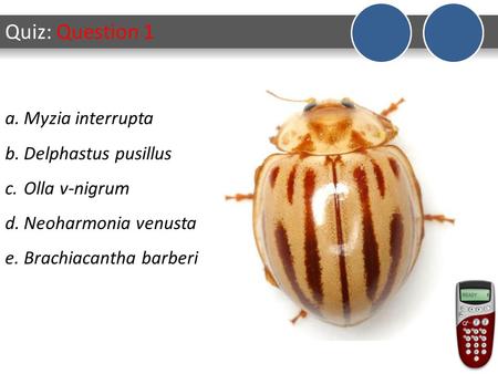 Quiz: Question 1 a.Myzia interrupta b.Delphastus pusillus c.Olla v-nigrum d.Neoharmonia venusta e.Brachiacantha barberi.