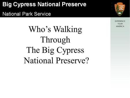 Who’s Walking Through The Big Cypress National Preserve?