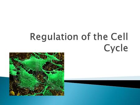  Since the cell cycle is known, now we must ask what controls it  Noted that healthy cells in contact will not divide ◦ Essentially, this is how our.