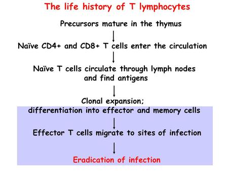 The life history of T lymphocytes