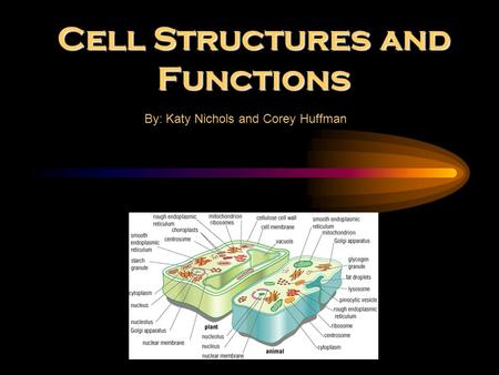 Cell Structures and Functions