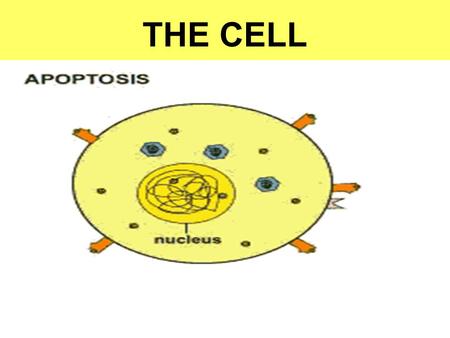 THE CELL.