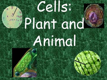 Cells: Plant and Animal