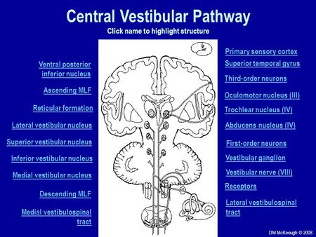 Primary sensory cortex Superior temporal gyrus Third-order neurons Oculomotor nucleus (III) Trochlear nucleus (IV) Abducens nucleus (IV) Lateral vestibulospinal.