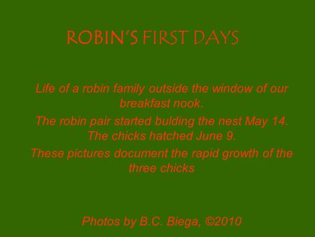 ROBIN’S FIRST DAYS Life of a robin family outside the window of our breakfast nook. The robin pair started bulding the nest May 14. The chicks hatched.